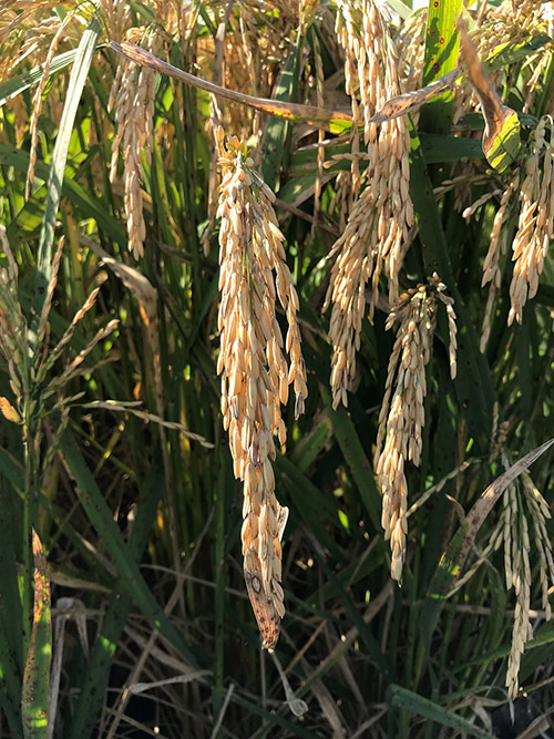 The panicle, or top part of a Leland rice plant, which produces grain. 