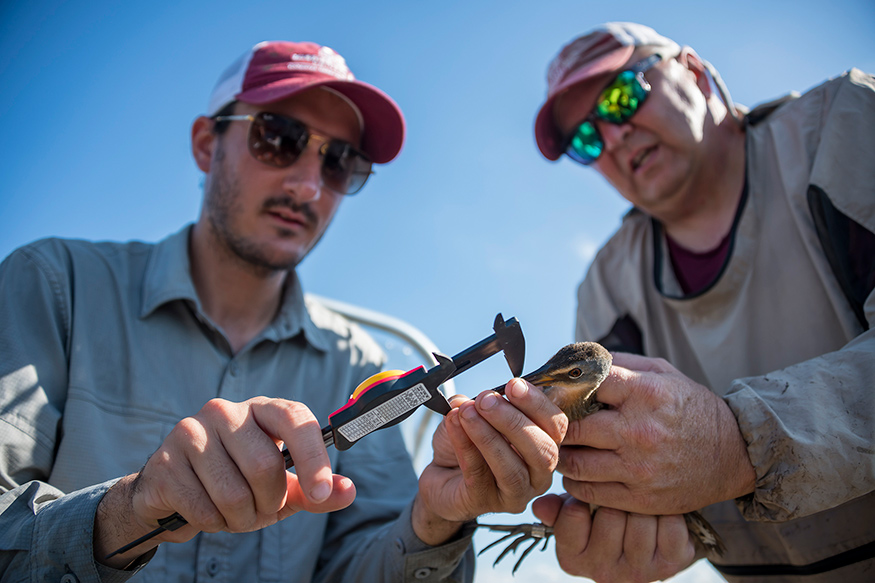 Jared Feura, MSU research associate II, and Mark Woodrey, MSU assistant research professor, take measurements on a Clapper Rail captured in the Grand Bay National Estuarine Research Reserve