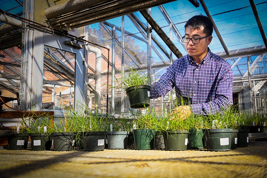 Mississippi State Assistant Professor Hongxu Dong, a scientist in the Mississippi Agricultural and Forestry Experiment Station who specializes in turfgrass breeding and genetics, evaluates grasses in a university greenhouse. 