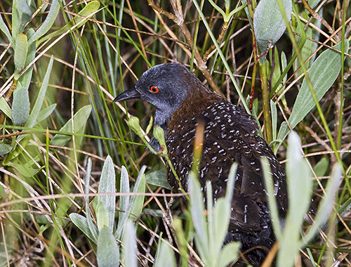 Black rail