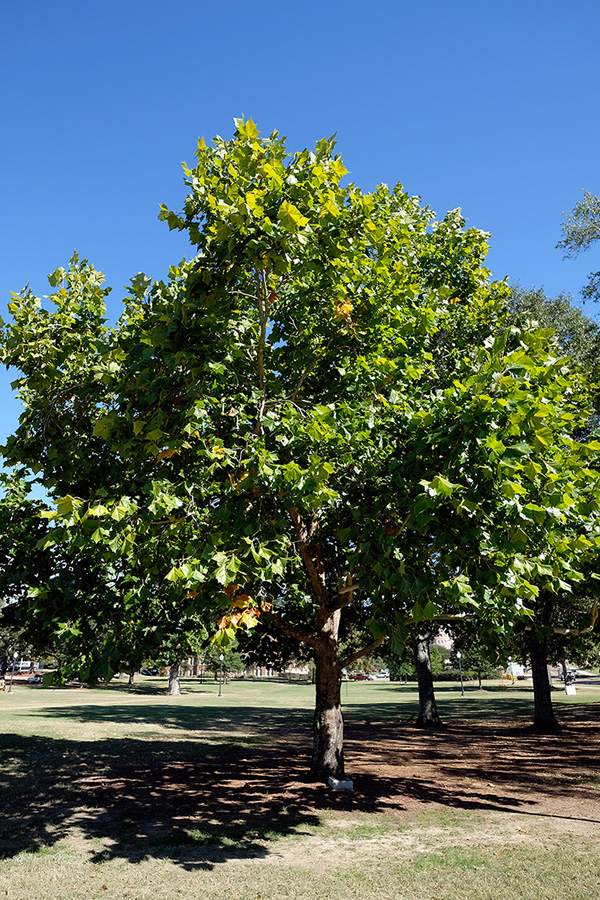 During a Friday [Oct. 23] public program near the Moon Sycamore (above) at the Junction, MSU will announce its Campus Tree Trail to showcase and increase knowledge of campus landscape efforts. (Photo by Russ Houston)