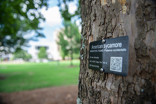 A sign on Mississippi State's "Moon Sycamore" identifies the famed tree as an American Sycamore. It was planted at MSU after its seed was used in scientific experiments conducted by astronaut Stuart Roosa aboard the command and service module Kitty Hawk. (Photo by Logan Kirkland)
