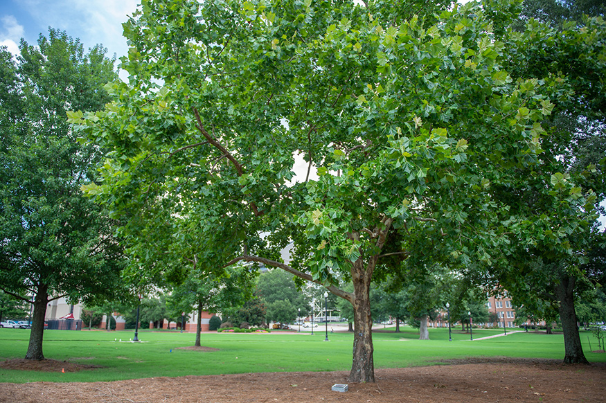Grown from one of 500 seeds that accompanied the Apollo 14 astronauts into the cosmos in 1971, Mississippi State's "Moon Sycamore" tree stands on the west side of the Junction on the Starkville campus. (Photo by Logan Kirkland)