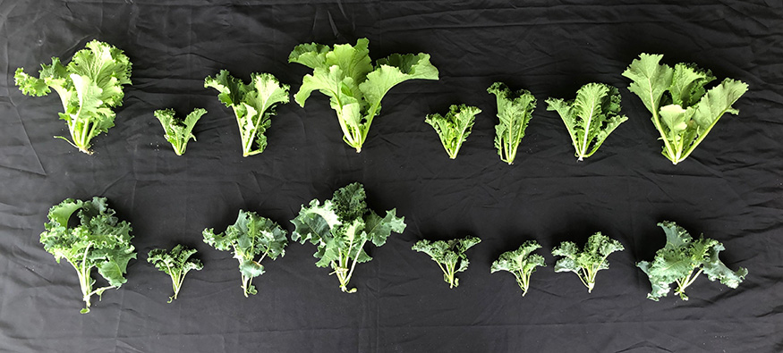 Kale and mustard plants that have endured multiple stresses. 
