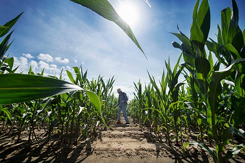 A man walks through an agricultural research field. 