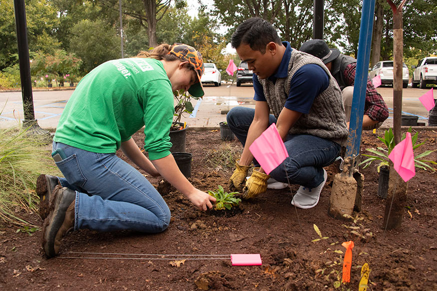 Students plant a small shrub near Thompson Hall