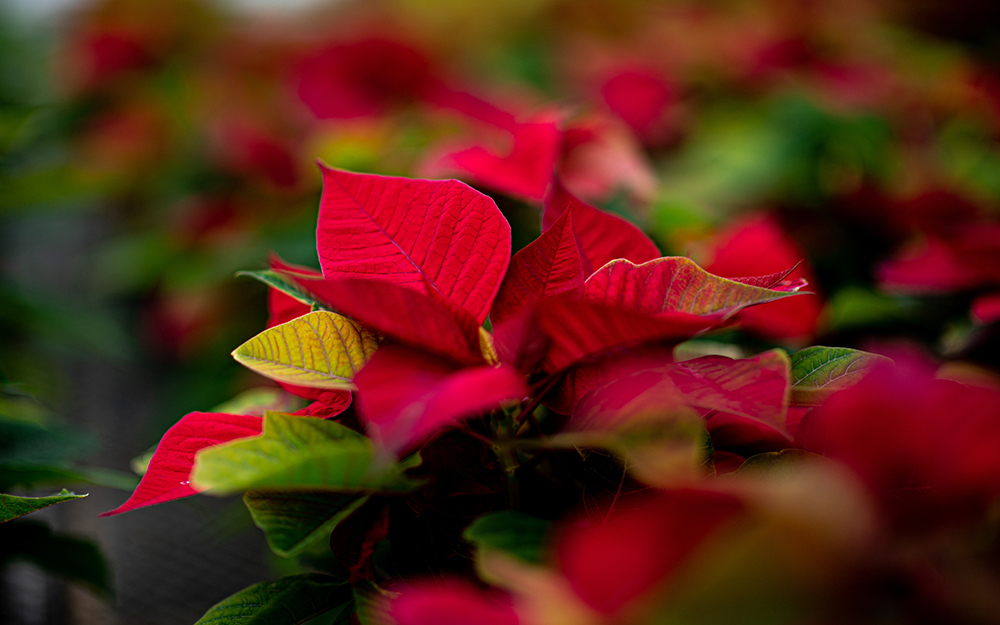 MSU Horticulture Club poinsettia sale