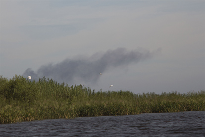 Phragmites australis growing throughout the delta of the Lower Pearl River. The invasive plant blocks out native salt marsh vegetation and is a fire hazard. (Submitted photo)