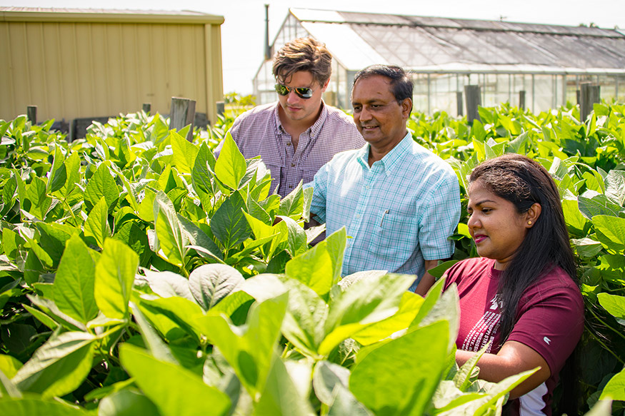 Chathurika Wijewardana, right, doctoral candidate, and Charles Hunt Walne, left, doctoral student, both in the Department of Plant and Soil Sciences; and Raja Reddy, research professor and mentor, examine a soybean research plot at the Soil-Plant-Atmosphere-Research unit at the MAFES R.R. Foil Plant Science Research Center. (Photo by David Ammon)