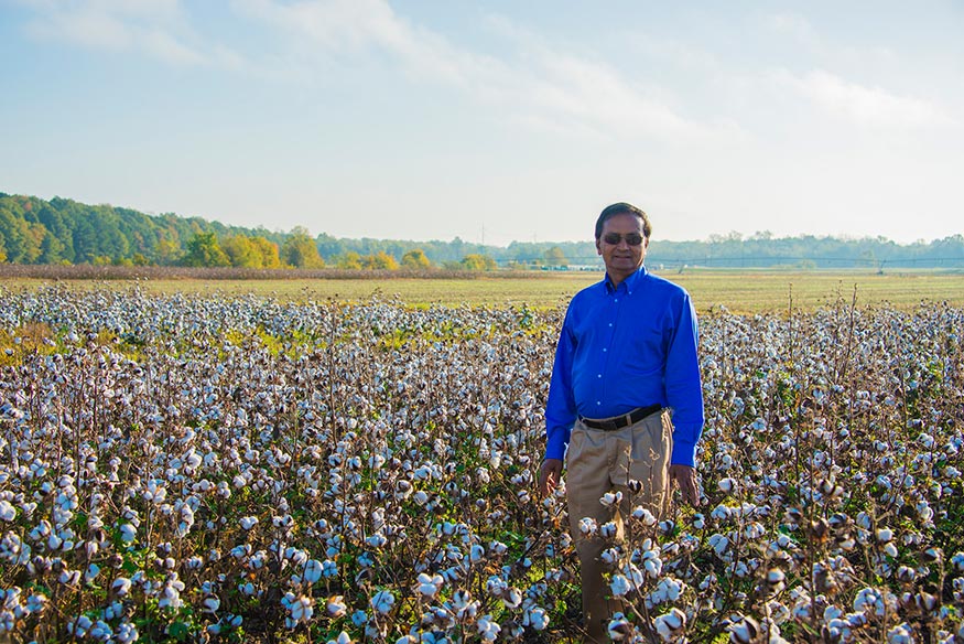 Raja Reddy stands in a cotton field.