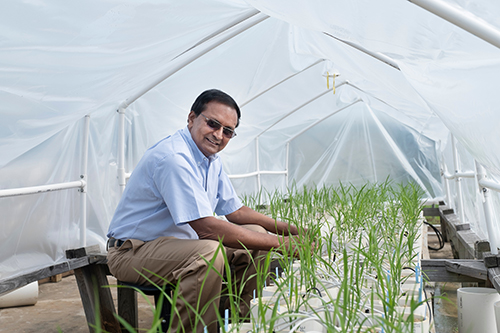 Raja Reddy works with rice plants at a research facility