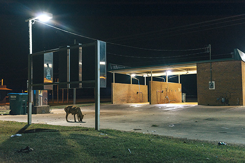 “CAR WASH: Dog” by Robert Lewis (Photo submitted)