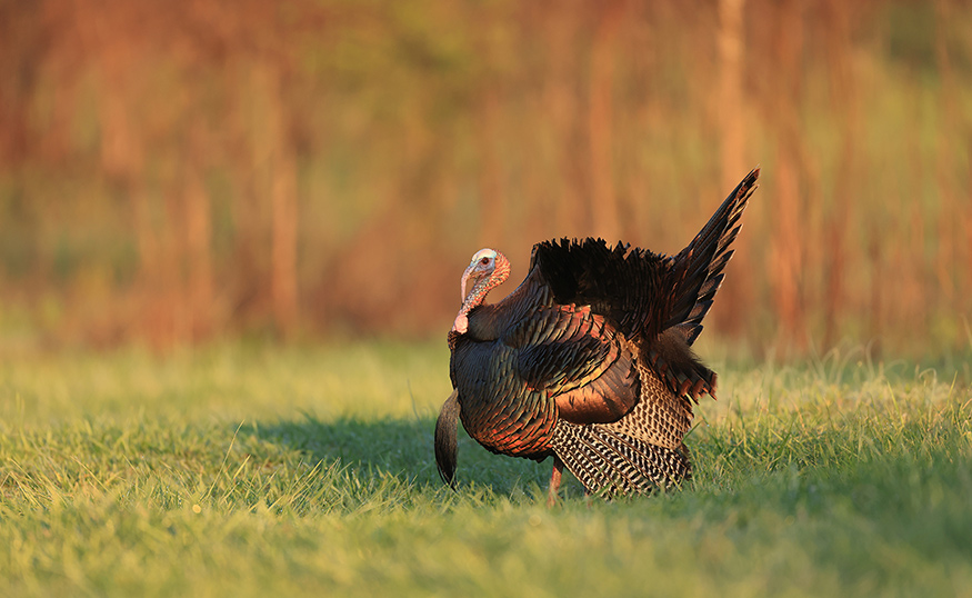 turkey pictured outdoors