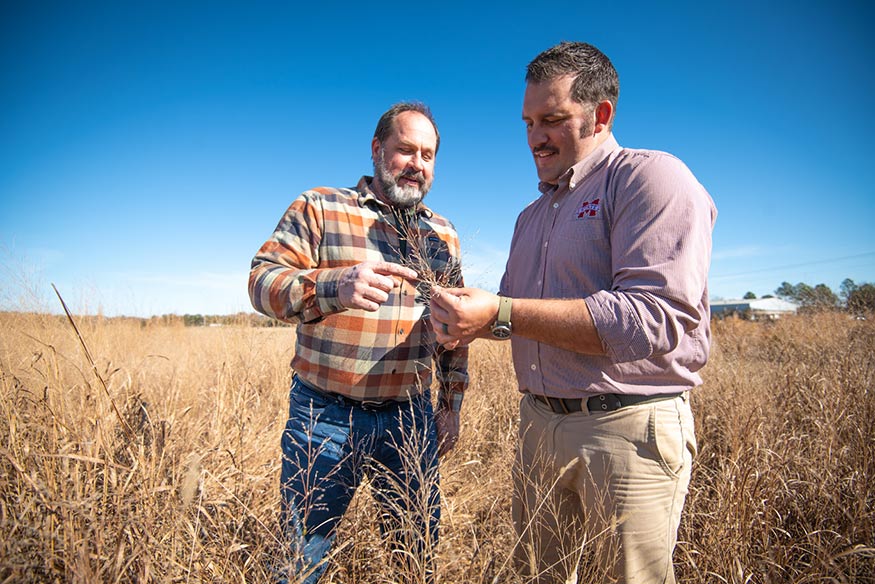 Grass developers and MSU faculty researchers Brian Baldwin and Jesse Morrison look at “Robusto” switchgrass growing at the MAFES R. R. Foil Plant Science Research Center at Mississippi State University. 