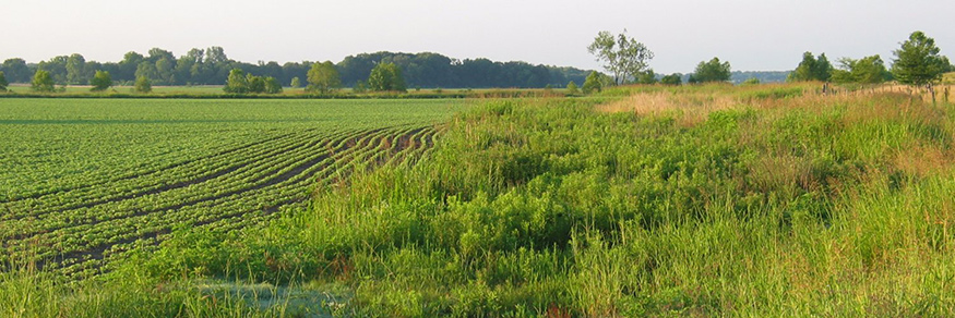 A conservation buffer along agricultural land in West Point.