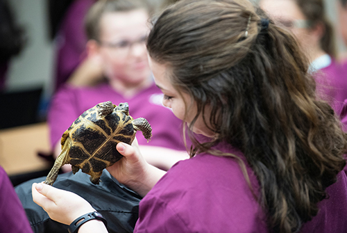 Middle school student holding a turtle during CVM’s annual veterinary camp