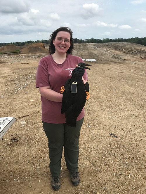 Natasha Murphy, a Ph.D. student at Mississippi State University, holds a black vulture equipped with orange tags and a cellular, GPS unit. 