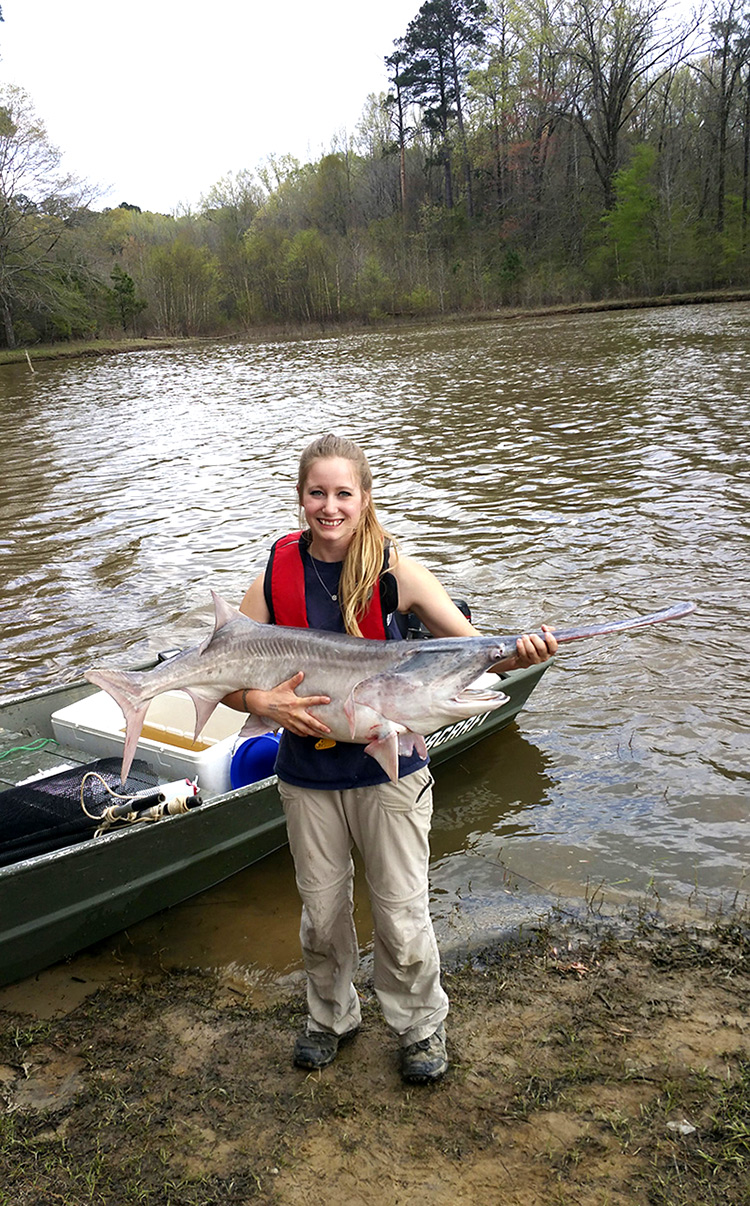 Chelsea Gilliland, a wildlife, fisheries and aquaculture graduate student in Mississippi State’s College of Forest Resources, holds a paddlefish caught from Bluff Lake at the Sam D. Hamilton Noxubee National Wildlife Refuge. (Photo submitted)