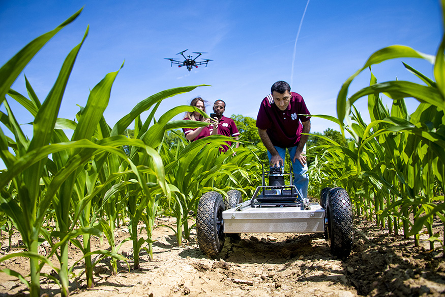 Researchers in a crop field using robots and drones