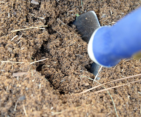 A garden trowel digs into a drift of dead tawny crazy ants in Jackson County. (Photo by Joe MacGown)