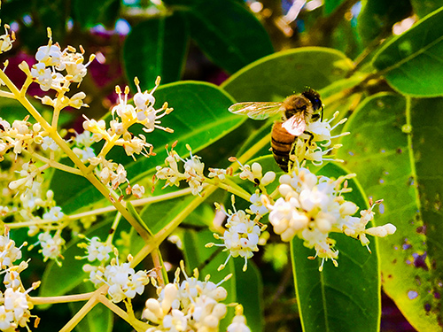 A honeybee collects pollen from Japanese privet. 