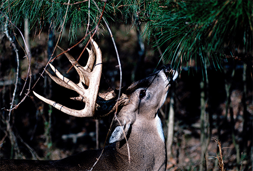 A buck near a licking branch. 