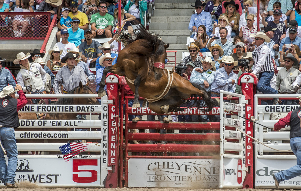 Stock contractor Pete Carr’s Dirty Jacket, who was named Bareback Horse of the Year by the Professional Rodeo Cowboys Association for two straight seasons, is among the many horses set to be in Starkville this weekend for the Rotary Classic Rodeo. (Submitted photo) 