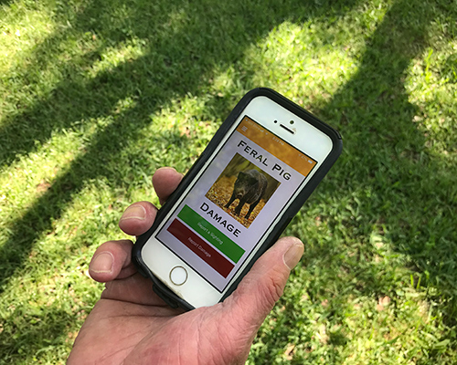 A hand holds a phone that displays the Feral Pig Damage app