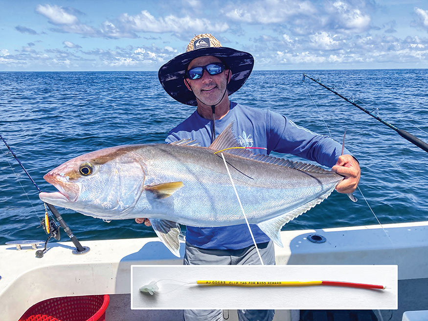 Captain Brett Falterman of Fish Research Support displays a conventionally-tagged greater amberjack before releasing the fish off the coast of Louisiana. 