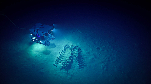Deep Discoverer, a remotely operated vehicle, explores the cultural heritage site during Dive 02 of the Gulf of Mexico 2018 expedition. (Image courtesy of the NOAA/OER).