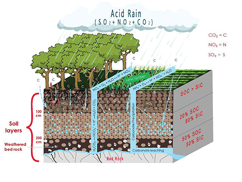 Graphic showing hypothetical consequences of elevated CO2 under different factors in soil