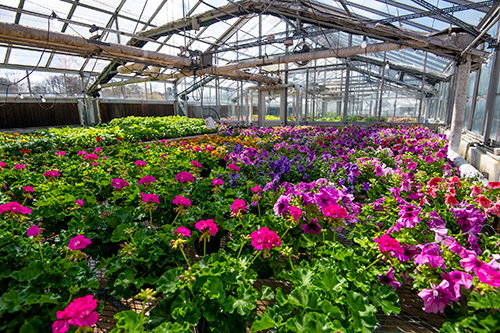 Colorful flowers in a greenhouse