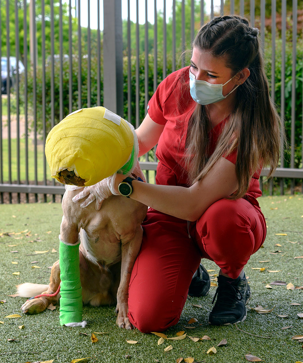 Buddy in bandages as he recovers. 