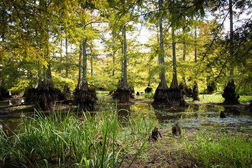 Trees pictured on a sunny day at the Sam D. Hamilton Noxubee National Wildlife Refuge