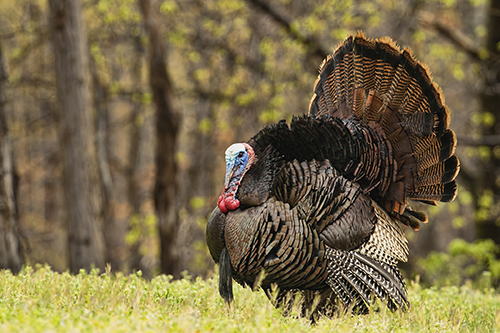 An MSU Forest and Wildlife Research Center study is tracking turkeys to better understand how they use landscapes across the state and to determine management implications. (Photo submitted)