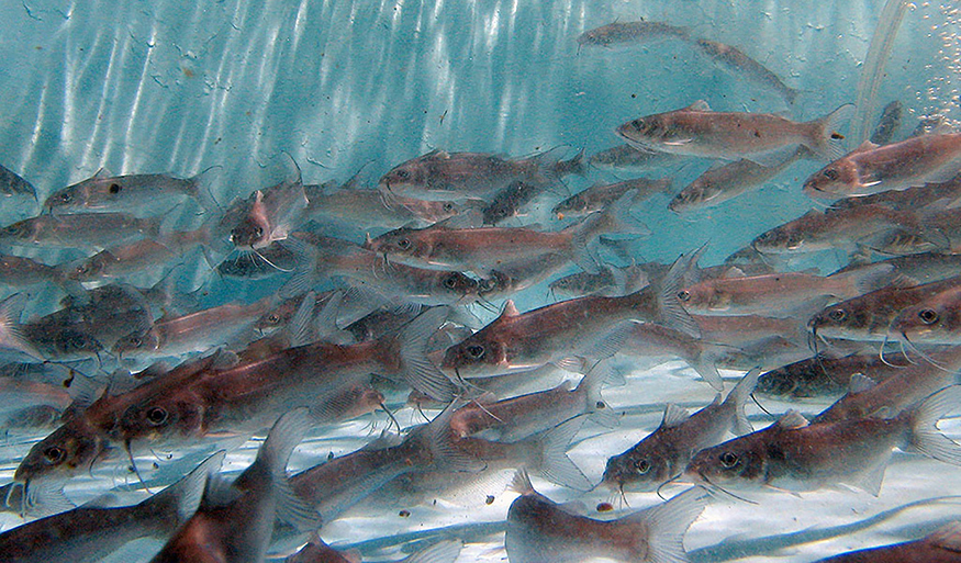 Mississippi is responsible for about 90 percent of the industry’s catfish fingerling production, and Mississippi State-developed vaccination technologies are being commercialized to help the catfish industry save millions by minimizing losses from enteric septicemia, a common bacterial disease. (Photo by Tom Thompson)