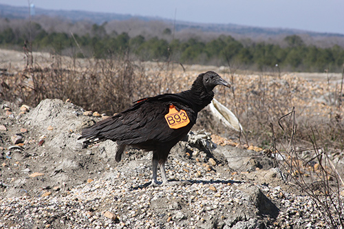 Black Vulture Iron on Patch - Bird Watching Academy
