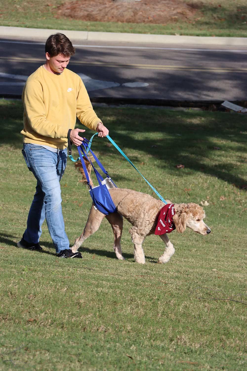 Dylan McCay walks Maple