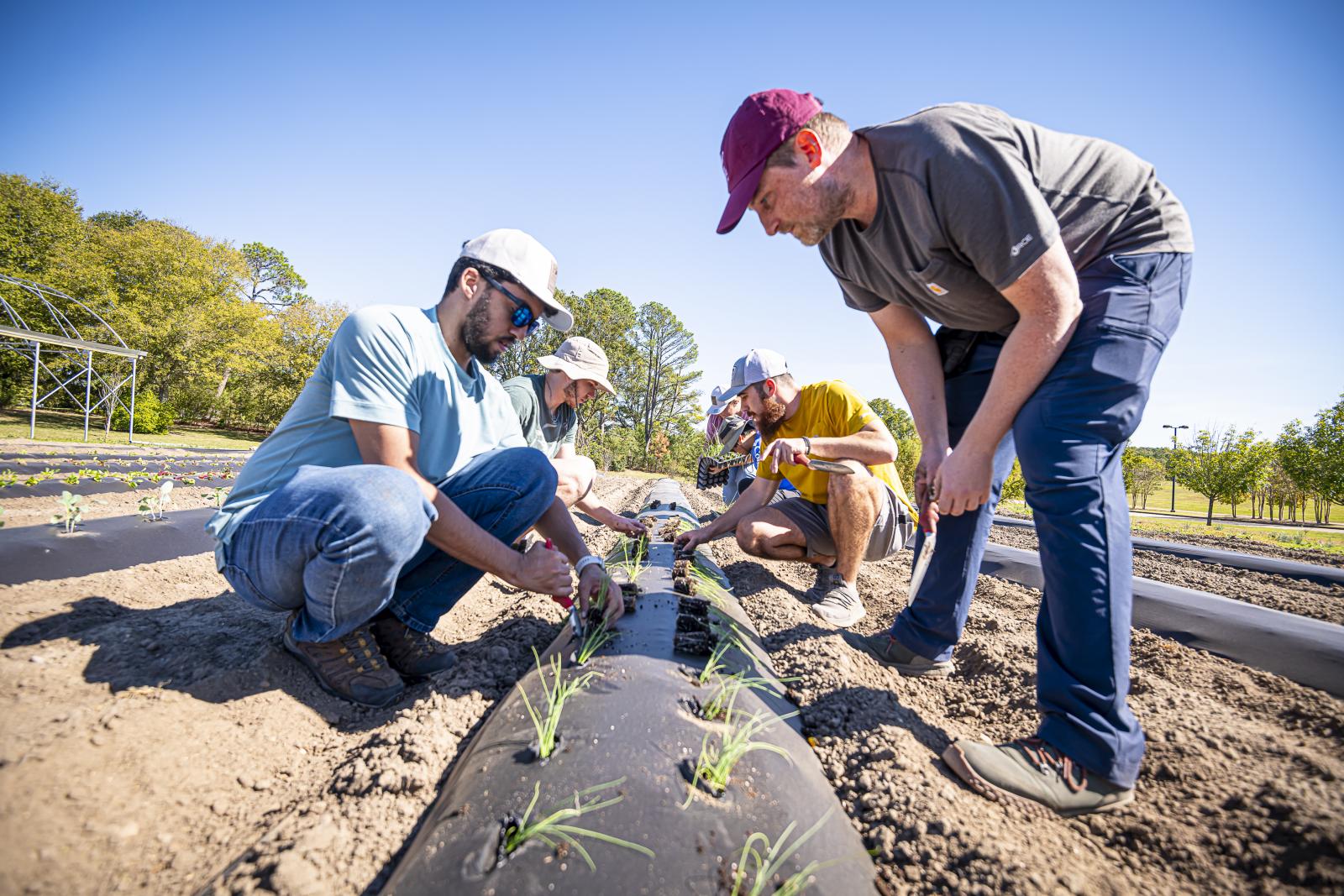 MSU students plant the first seedlings at the student farm within MSU’s College of Agriculture and Life Sciences while Pawel Orlinski, plant and soil sciences instructor, looks on. (Photo by David Ammon)