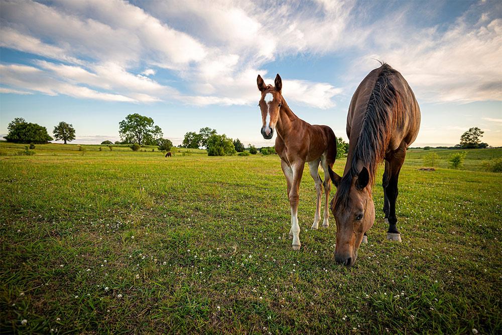Horses graze at Mississippi State University’s Leveck Animal Research Center, also known on campus as the South Farm. The new Nancy Fair Link Laminitis Research Center will be housed MSU’s College of Veterinary Medicine.