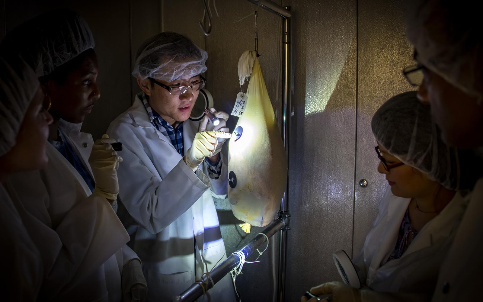 MSU’s Schilling leads research team exploring innovative solutions to ham mites