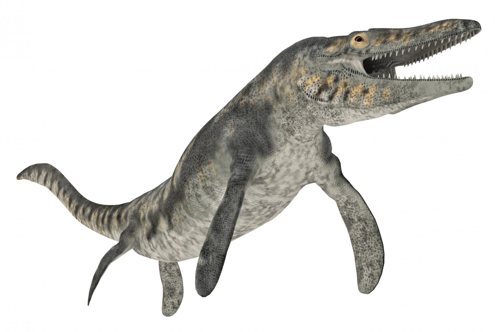 Mosasaurus hoffmannii