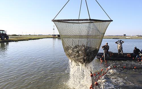 Catfish farmers collect catfish with a large net.