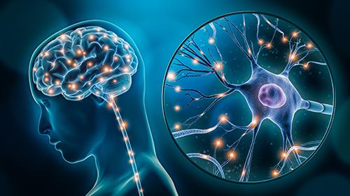 Neurosciences illustration.