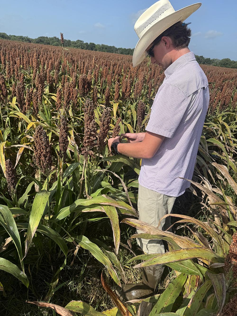 Mayes Prescott, a Mississippi State junior agronomy major from Myrtle, works at his Helena Agri-Enterprises internship in East Bernard, Texas.