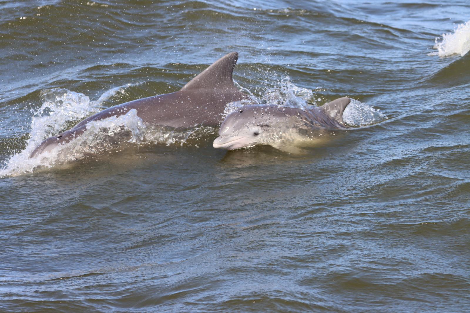 dolphins in water