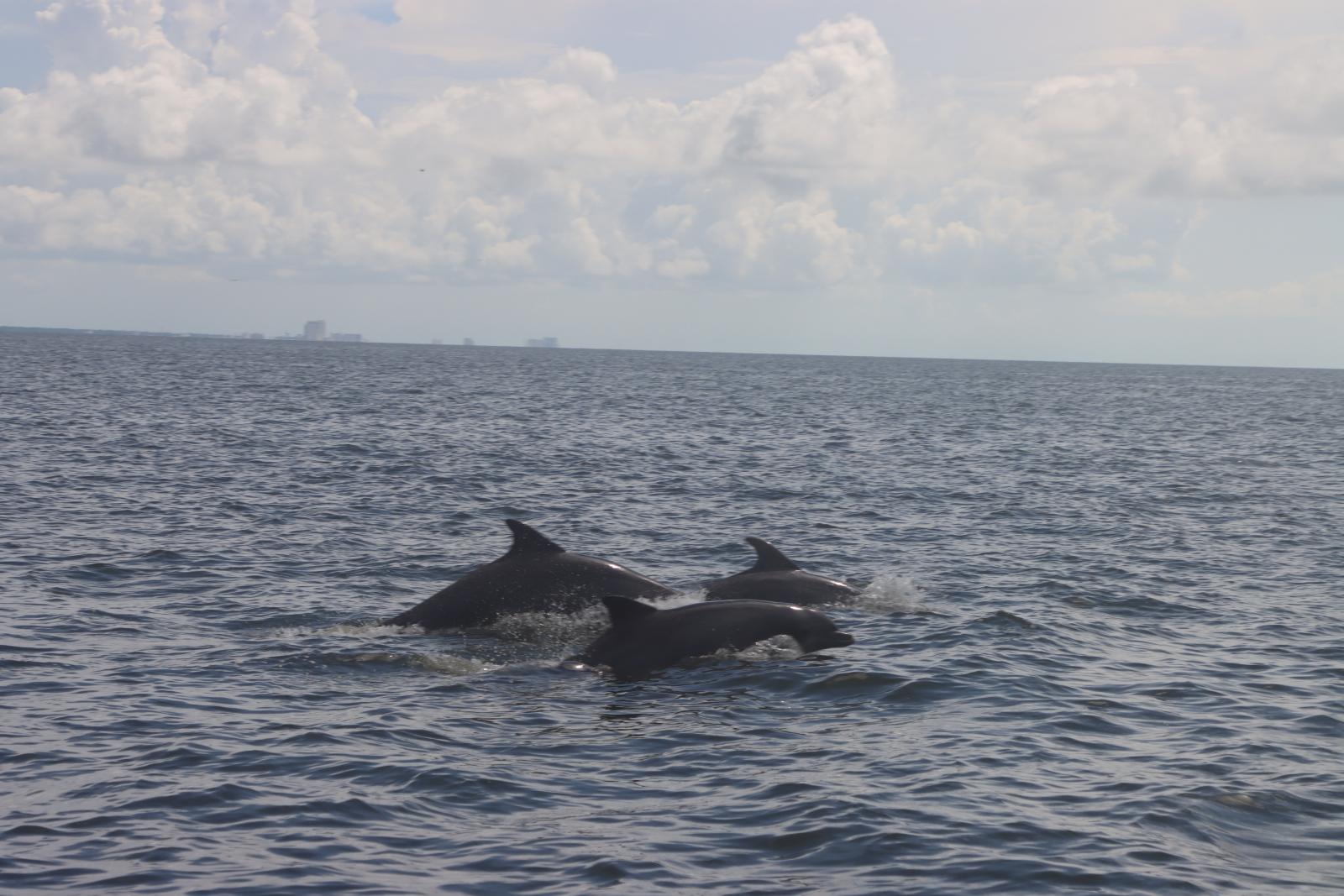 dolphins diving in water