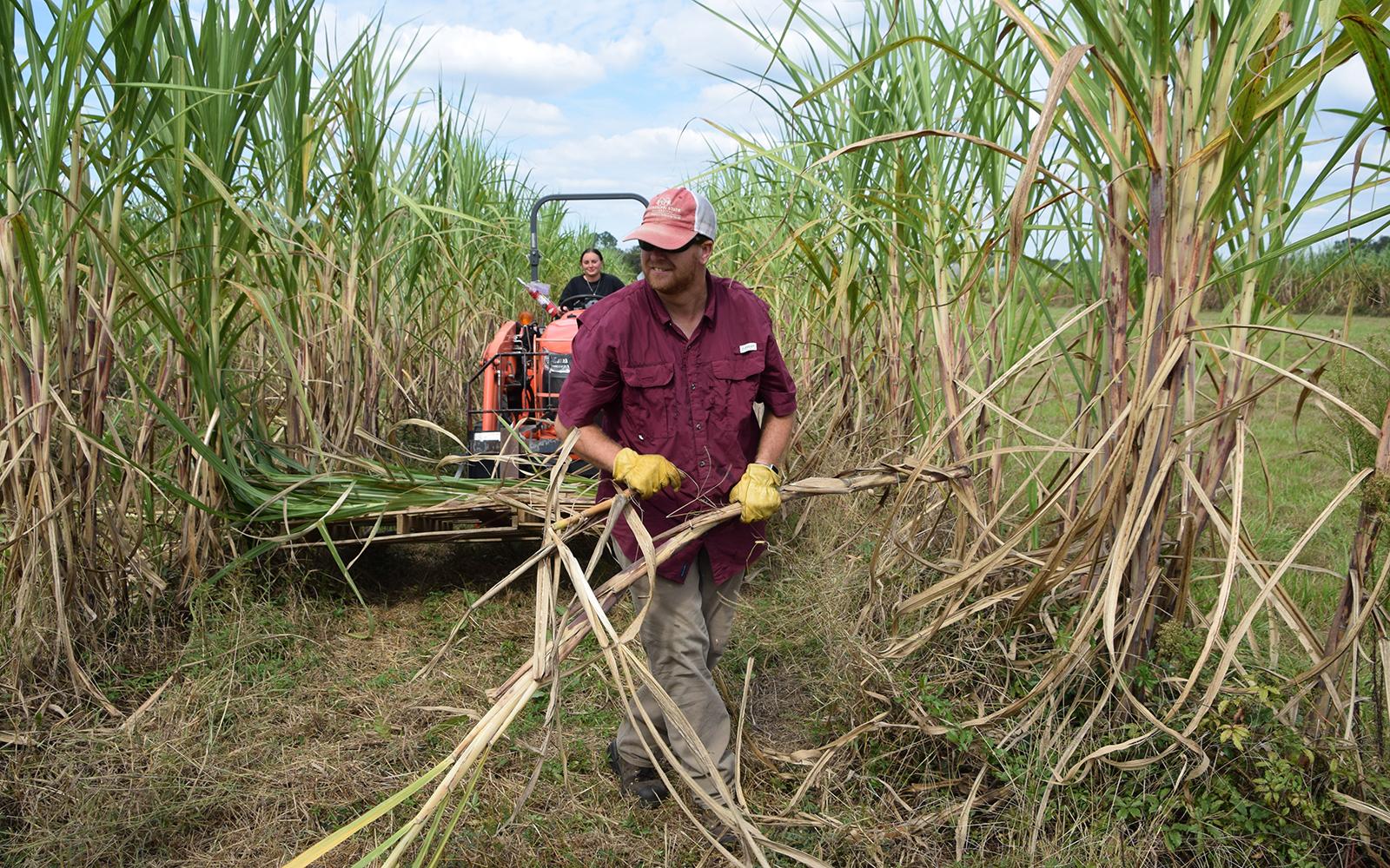 MSU research station harvests tradition, opportunity for sugarcane in Mississippi