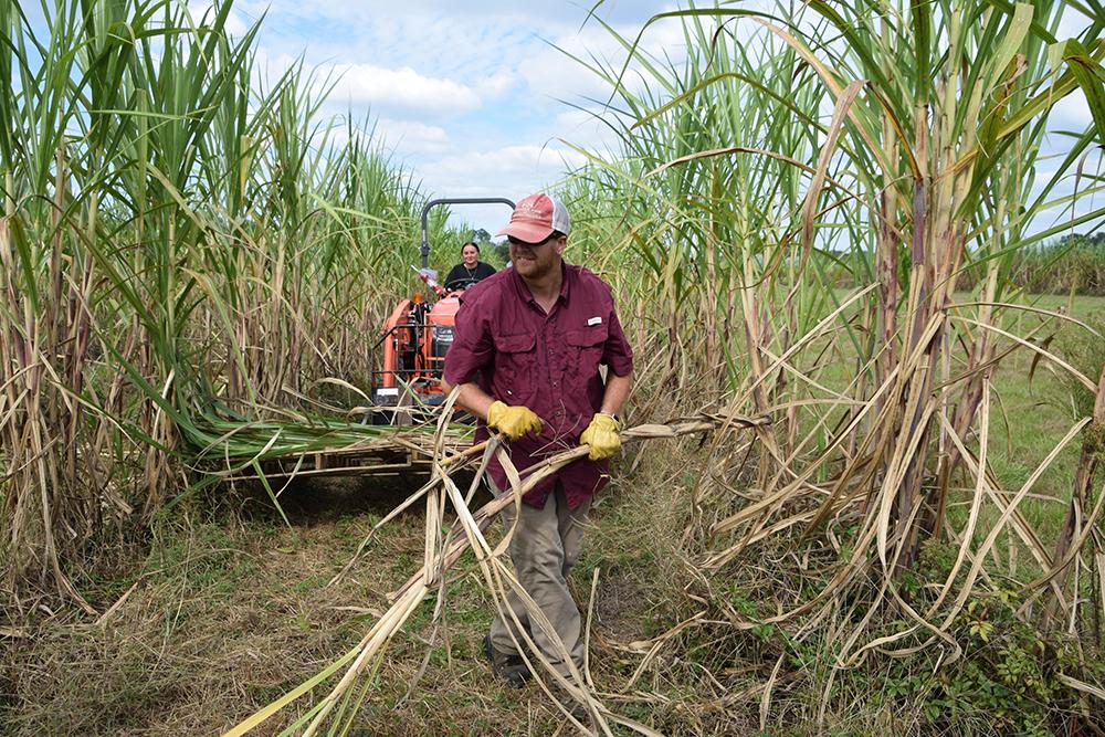 Agricultural Technicians Matthew Lee and Isabela Stilwell harvest sugarcane at the South Mississippi Branch Experiment Station.