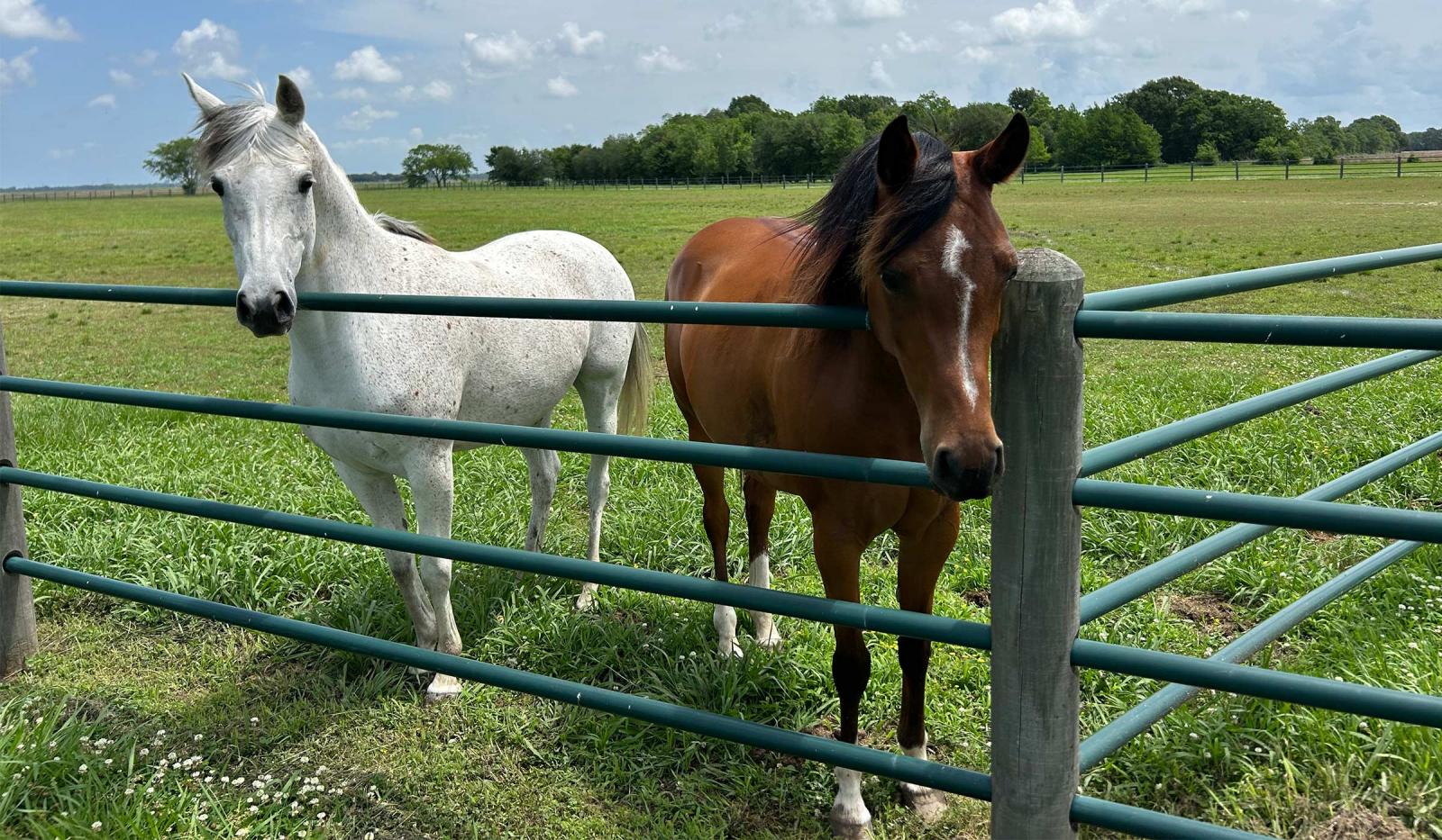 Mississippi State breaks ground for Nancy Fair Link Laminitis Research Center to combat disease in pleasure and work horses